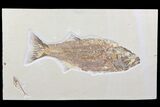 Detailed, Mioplosus Fossil Fish - Uncommon Species #85530-1
